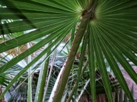 Close-up Of Green Palm Leaves