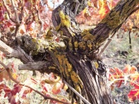 Close-up Of Vine In Vineyard