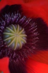 Close View Of Inside Of Open Poppy