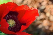 Close View Of Inside Of Open Poppy