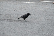 Crow On The Pavement