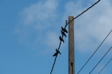 Crows On Electric Wires