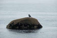 Cormorant At Sea