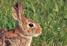 Cotton-tail Rabbit Close-up Profile