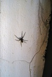 Crowned Nursery-web Spider On Wall