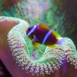 Dark Clownfish