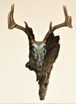 Deer Skull Mounted On Wood