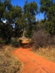 Dirt Road Leading Through Trees