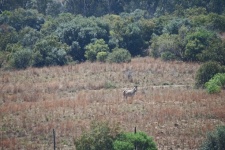 Distant Burchell&039;s Zebra In Grass