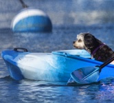 Dog In A Kayak