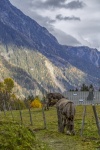 Donkey Grazing In The Mountains