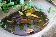 Dry Leaves In A Birdbath With Water