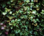Ivy Hedge Wall Background