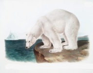 Polar Bear Polar Bear North Pole
