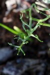 Ends Of Tendril On Climbing Onion