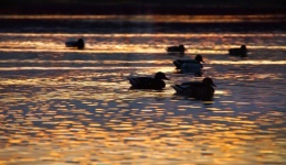 Ducks Lake Sunset Photo
