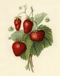 Strawberry Painting Vintage Old