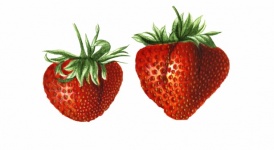 Strawberries Fruits Vintage Art