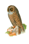 Owl Vintage Painting Art