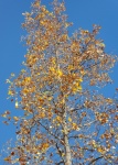 Fall Tree Leaves Of Gold