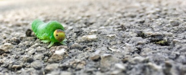 Fat Green Caterpillar