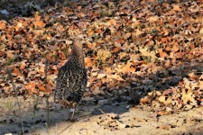 Female Ring-necked Pheasant In Fall