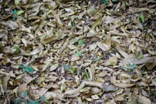 Fallen Leaves On The Ground