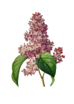 Lilac Tree Blossom Vintage