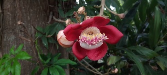 Monkey Apricot Flower