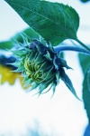 Flower Head Of An Opening Sunflower