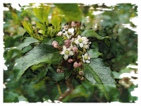 Flowering Holly