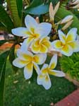 Frangipani Yellow And White Flowers