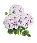 Geranium Blossom Flower Art