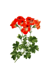 Geranium Blossom Flower Art