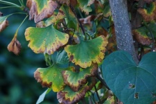 Ginkgo Biloba Leaves Turning Yellow