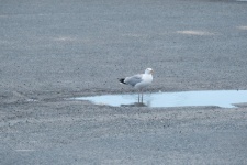Gull In A Puddle