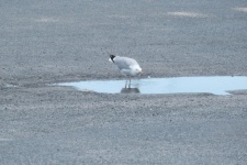 Gull In A Puddle
