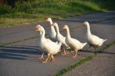 Goose March