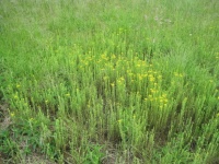 Grassland With Yellow Wild Flowers