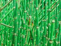 Green Bamboo Background