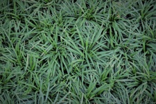 Green Grass Textured Background