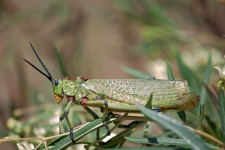 Green Grasshopper On Some Foliage