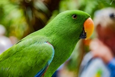 Green Parrot Portrait