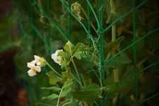 Green Pea Plants In Green Fencing