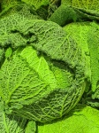 Green Savoy Cabbage