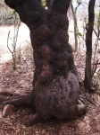 Grotesque Growth On Base & Tree