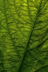 Green Leaf Macro Photography