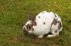 Bunny Rabbit Bunny Easter
