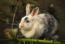 Bunny Rabbit Bunny Easter
