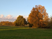 Autumn Trees Meadow Landscape